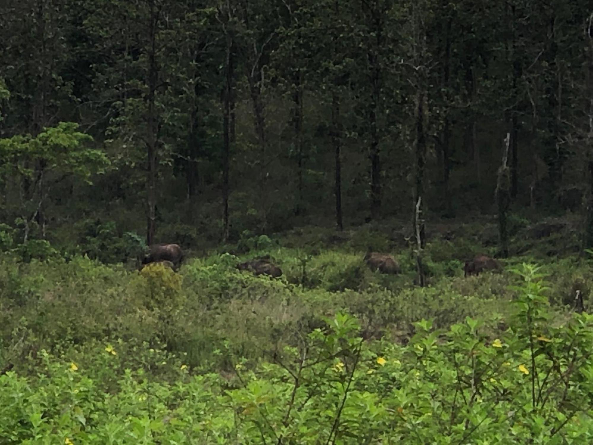 Lotus Jewel Forest Camping Sultan Bathery Ngoại thất bức ảnh