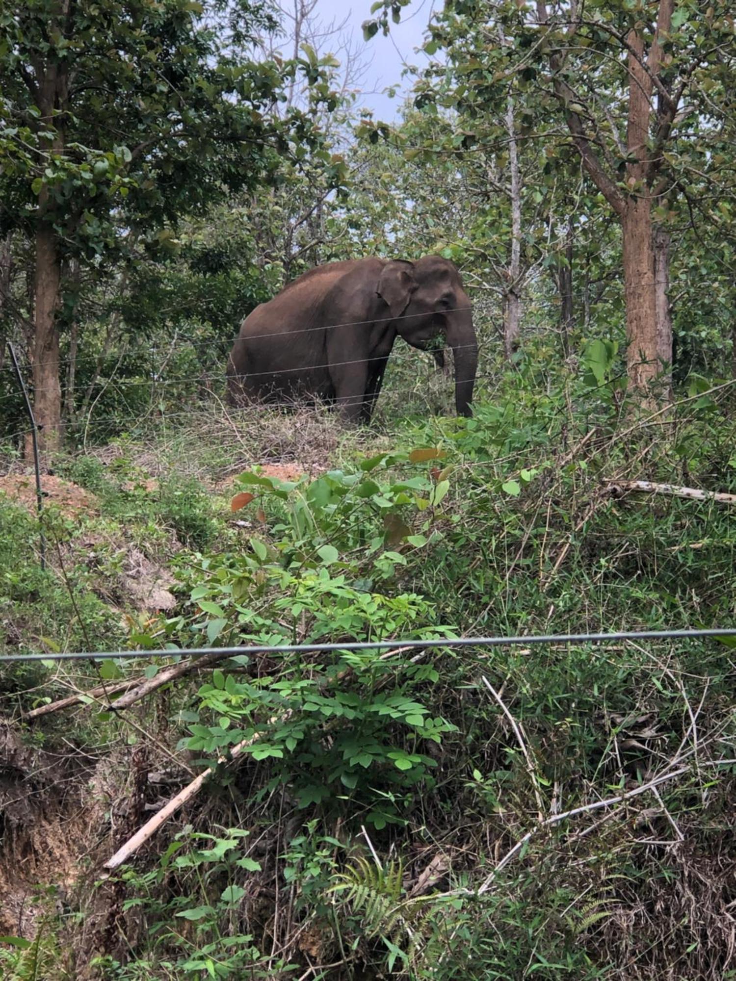 Lotus Jewel Forest Camping Sultan Bathery Ngoại thất bức ảnh